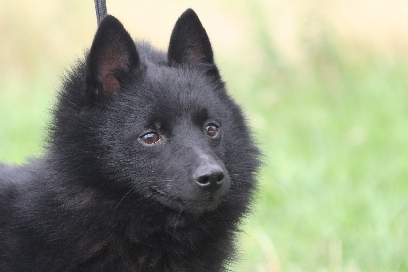 Sirius Des bords de la grouches