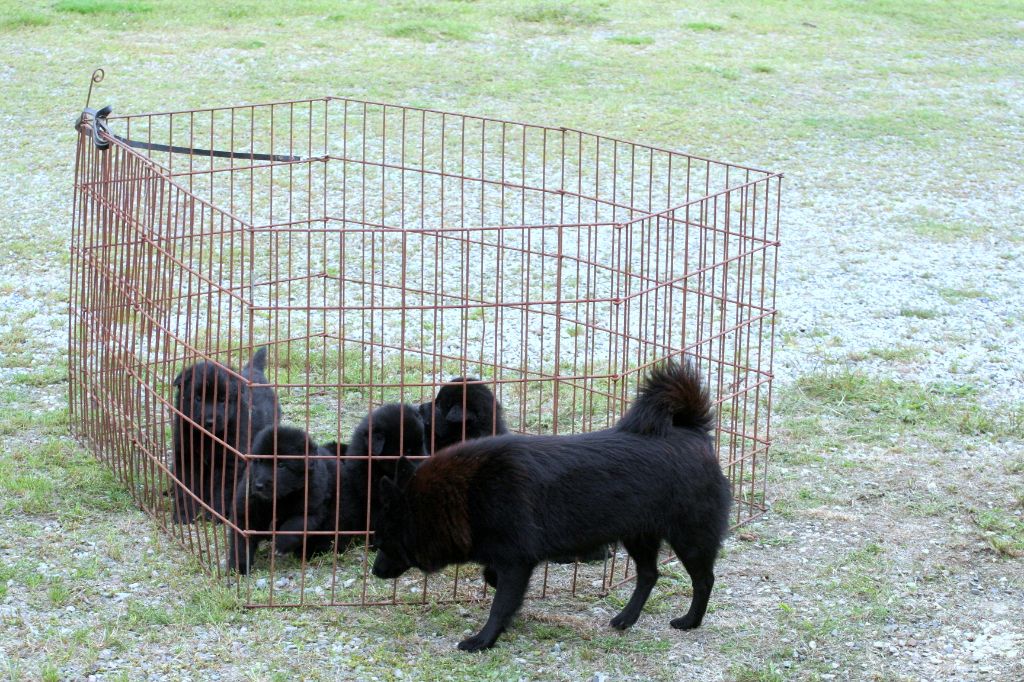 chiot Berger Belge de la Tangi Morgane