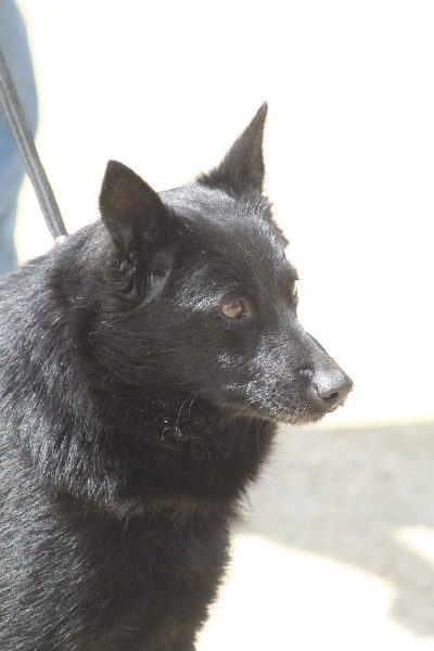 Rocaille de la Tangi Morgane