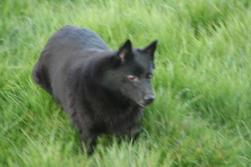 Vagram de la Tangi Morgane