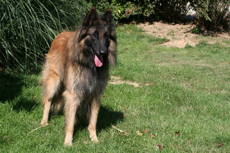 Fugi de la Tangi Morgane