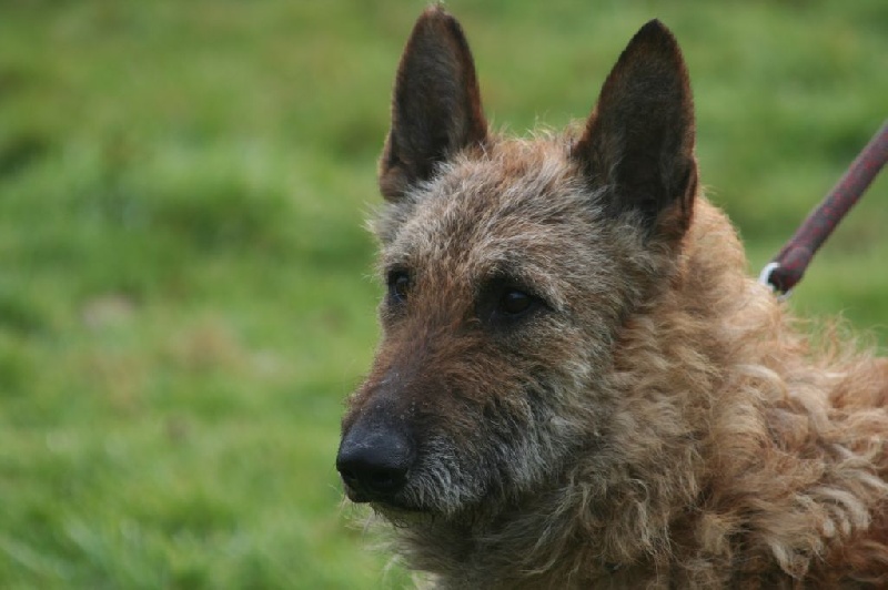 Falc'hun dit fardell de la Tangi Morgane