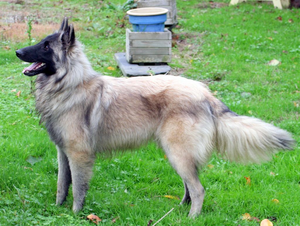 Penn duick de la Tangi Morgane