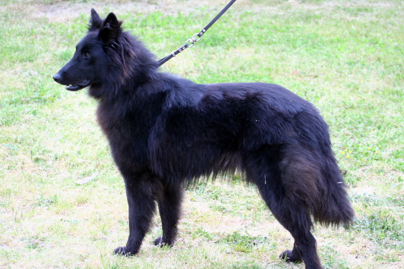 Triskell black De condivicnum