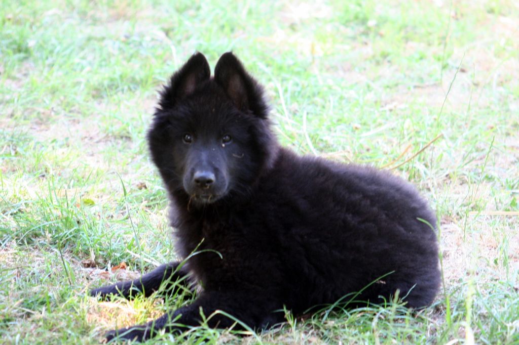 Triskell black De condivicnum