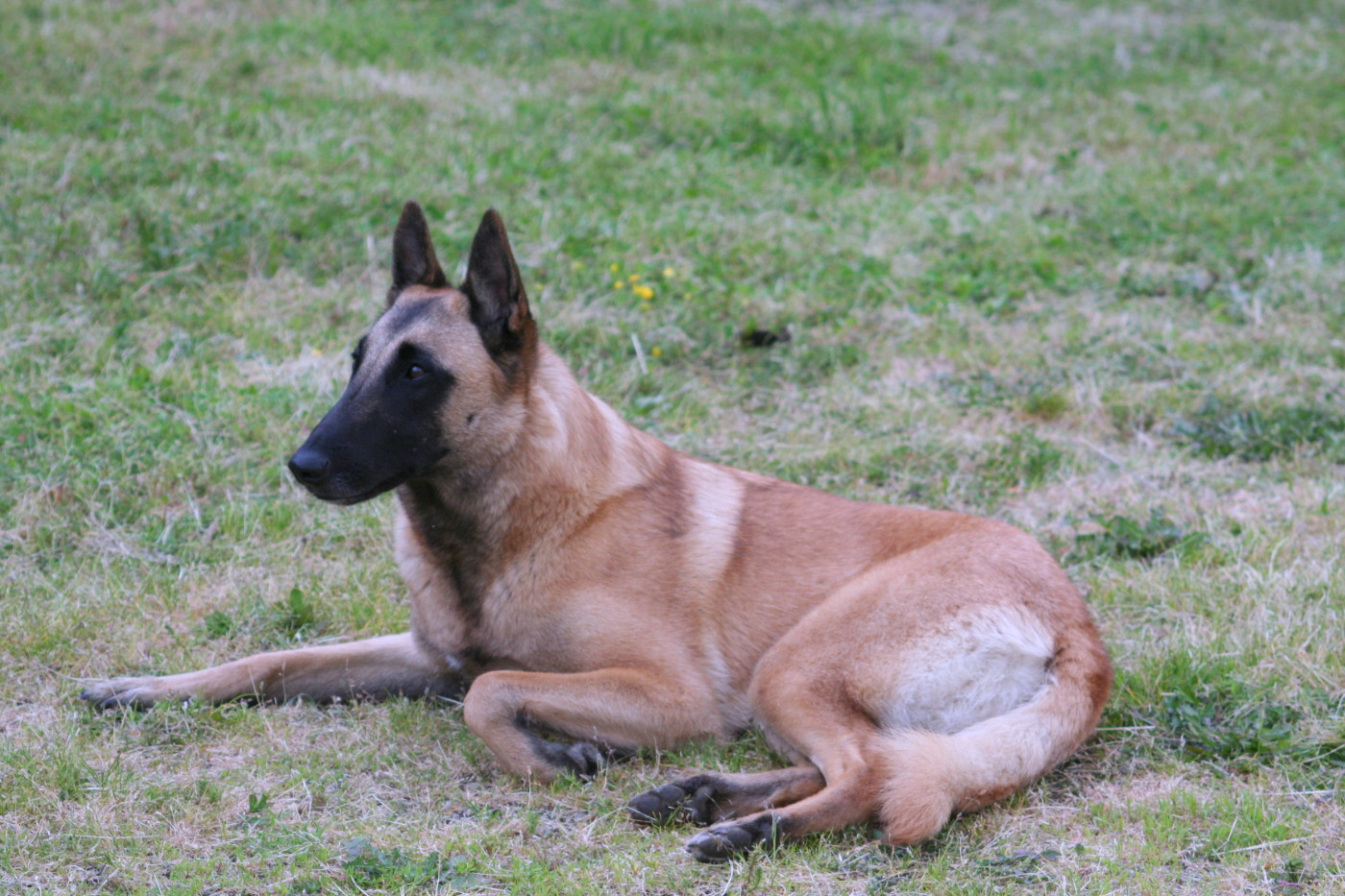 SHIVA de la Tangi Morgane