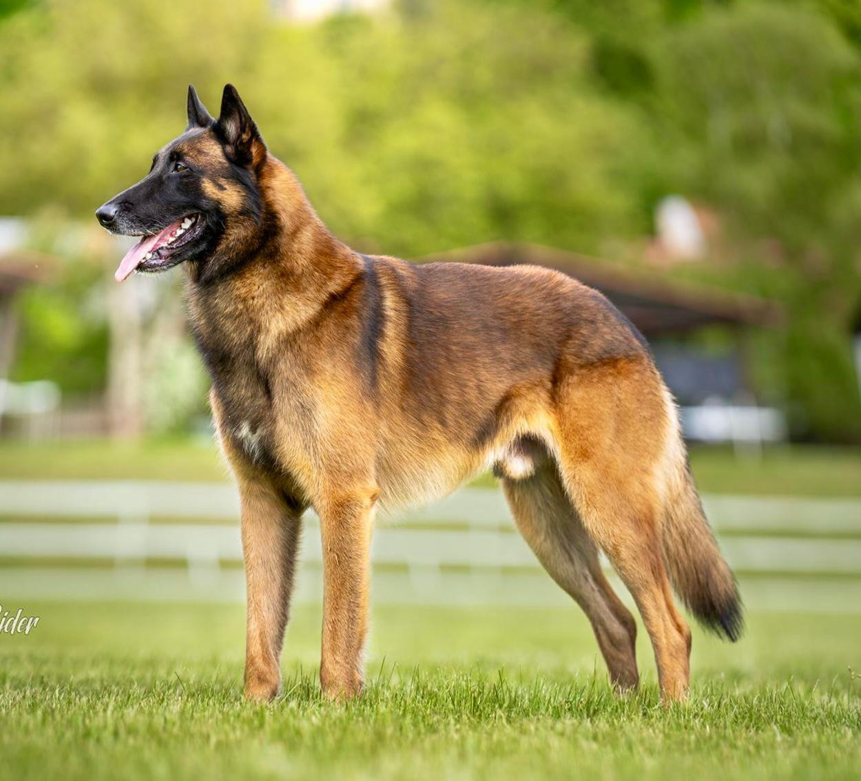 CH. EROS de alphaville bohémia