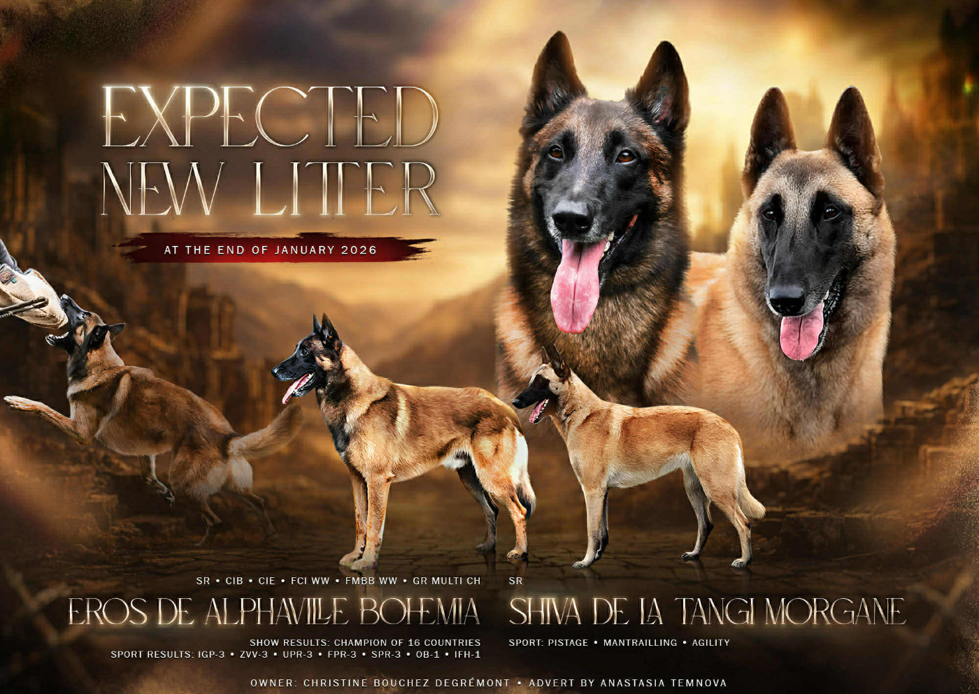 de la Tangi Morgane - Berger Belge - Portée née le 26/01/2026