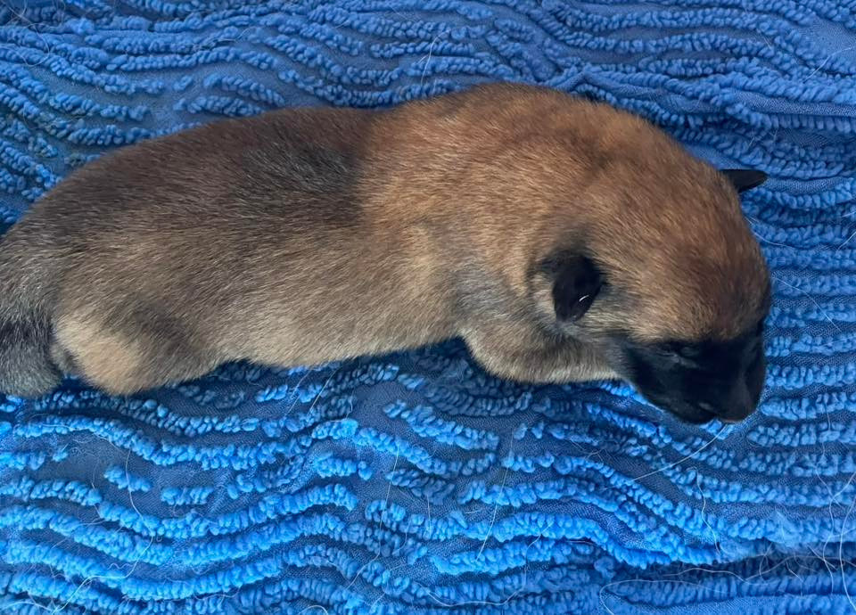 de la Tangi Morgane - Chiots disponibles - Berger Belge