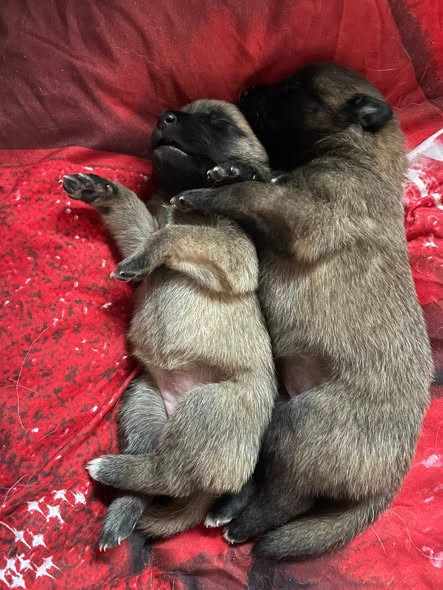 de la Tangi Morgane - Chiots disponibles - Berger Belge