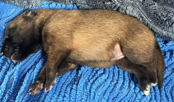 de la Tangi Morgane - Chiots disponibles - Berger Belge