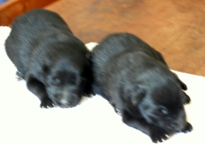 Chiot N°1