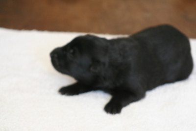 Chiot N°3