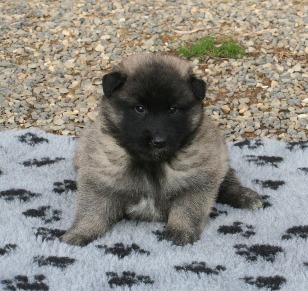 SIMBA
